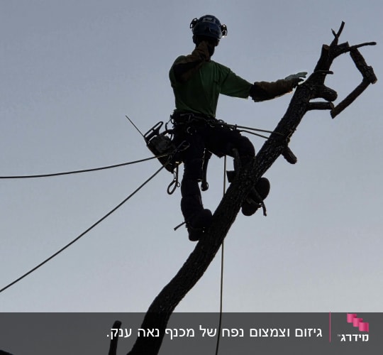 אדם גוזם עץ עם ציוד בטיחות וחבלים